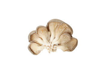 PNG, Fresh oyster mushrooms, isolated on white background