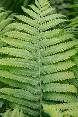 Fern leaf in natural habitat.