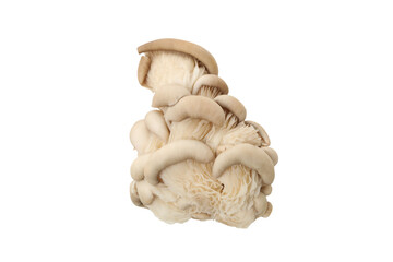 PNG, Fresh oyster mushrooms, isolated on white background
