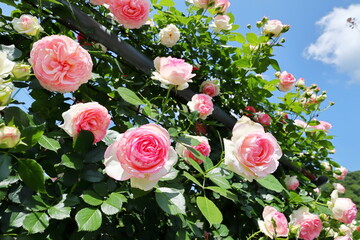 薔薇園の桃色の薔薇