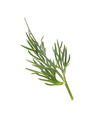 Sprig of fresh dill isolated on white