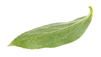 Obraz premium Fresh green jasmine leaf isolated on white