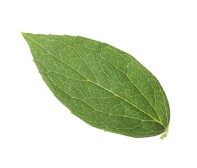 Obraz premium Fresh green jasmine leaf isolated on white