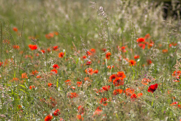 wild poppy flowers - soft focus