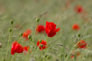 wild poppy flowers - soft focus