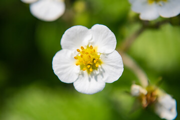 Strawberry flower in a garden bed close-up.