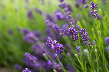 lavender flowers in a garden