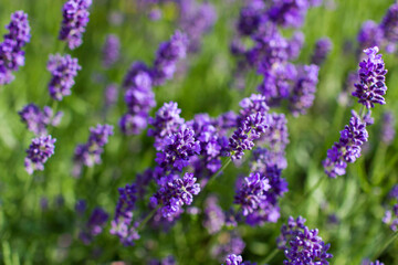 Fototapeta premium lavender flowers in a garden
