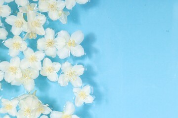 Beautiful jasmine flowers in water on light blue background, top view. Space for text