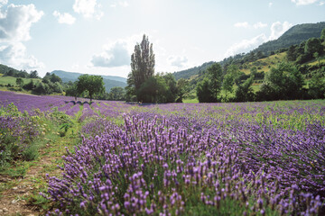 Field of lavender in Drome France with green hill backdrop. Beautiful summer landscape on a bright sunny day. Eco responsible sourcing of essential oils and makeup ingredients
