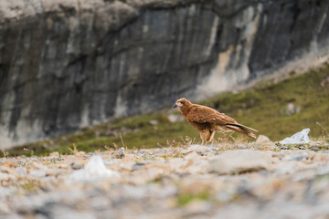 A brown bird is walking on a rocky hillside, Juvenile mountain caracara (Phalcoboenus megalopterus) in Road to the Mountain range of the Viuda, Canta. Peru.