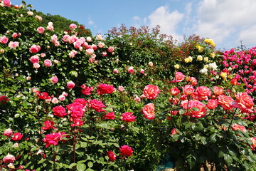 Fototapeta premium 薔薇園の薔薇の生垣とカラフルな薔薇