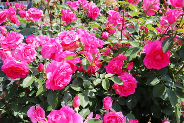 薔薇園の濃ピンク色の満開の薔薇　