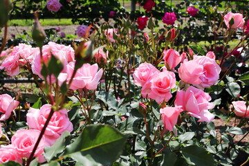 薔薇園の明るいピンクの薔薇