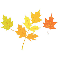 Colorful autumn leaves isolated on transparent background 