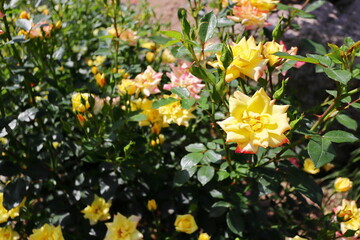 Obraz premium 薔薇園の縁がオレンジの黄色い薔薇