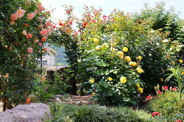 薔薇園のアーチに咲くカラフルな薔薇