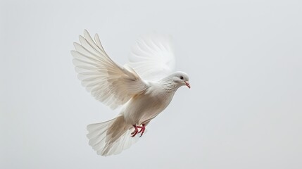 Fototapeta premium Beautiful white dove ascending against a pure white sky, emblem of peace and harmony