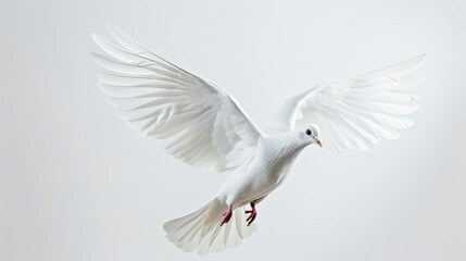 Obraz premium Beautiful white dove ascending against a pure white backdrop, emblem of peace and love