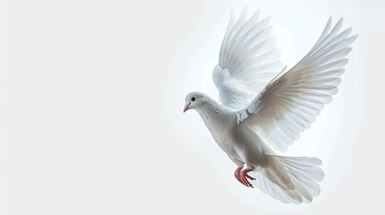 Fototapeta premium Beautiful white dove ascending against a pure white backdrop, emblem of peace and love