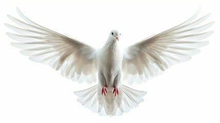 Beautiful white dove spreading its wings against a blank white sky, symbol of love and harmony