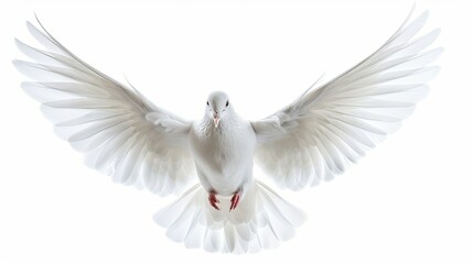 Beautiful white dove spreading its wings against a blank white sky, symbol of love and harmony