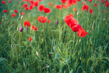 Czerwone maki w słoneczny dzień rosnące między trawami. Letnie charakterystyczne kwiaty.
