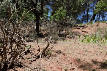 Animales, Ciervo, Águila, Cuervo, salvaje