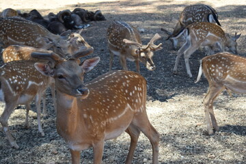 Animales, Ciervo, Águila, Cuervo, salvaje