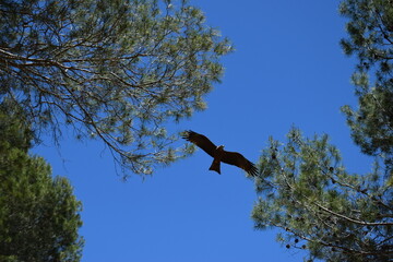 Animales, Ciervo, Águila, Cuervo, salvaje