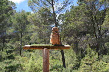 Animales, Ciervo, &Aacute;guila, Cuervo, salvaje