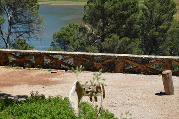 Animales, Ciervo, &Aacute;guila, Cuervo, salvaje