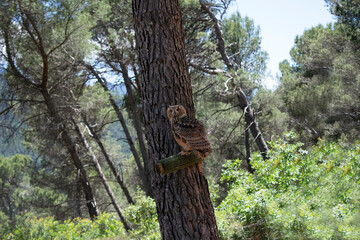 Animales, Ciervo, &Aacute;guila, Cuervo, salvaje