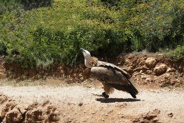 Animales, Ciervo, Águila, Cuervo, salvaje
