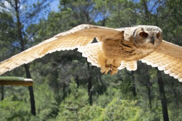 Animales, Ciervo, Águila, Cuervo, salvaje