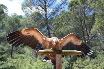 Animales, Ciervo, Águila, Cuervo, salvaje