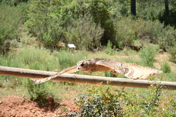 Animales, Ciervo, &Aacute;guila, Cuervo, salvaje