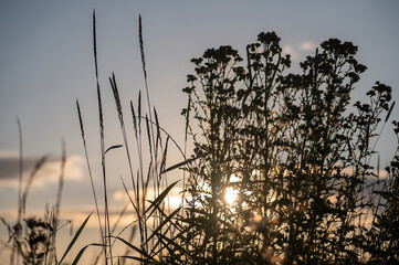 Fototapeta premium Plants in the light of the evening sun
