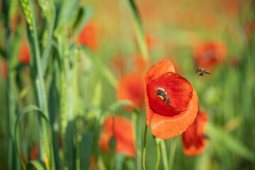Roter Mohn und Biene © babsi_w