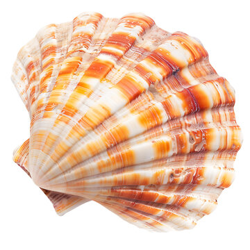 recommend clip art: Oceanic Seashell Transparent Background Cutout