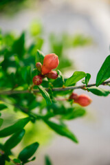 A closed pomegranate flower on a tree branch. Green foliage. A bush of a thermophilic plant. Garden.