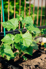 Cucumber vine with ovaries in the garden. Ripening cucumbers in the garden in the sun in the greenhouse. Agricultural industry. An organic product. Farming.