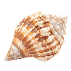 Obraz premium Seashell Wonder Isolated on Transparent Backdrop