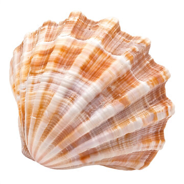recommend clip art: Seashell Splendor Transparent Isolation
