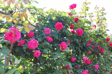 Fototapete bei efototapeten.de bestellen   