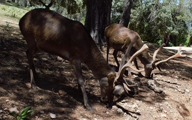 Animales, Ciervo, &Aacute;guila, Cuervo, salvaje