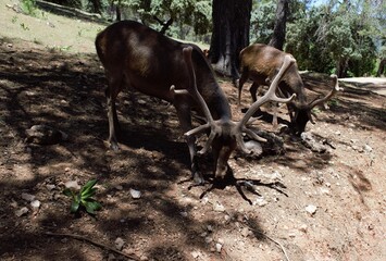 Animales, Ciervo, &Aacute;guila, Cuervo, salvaje