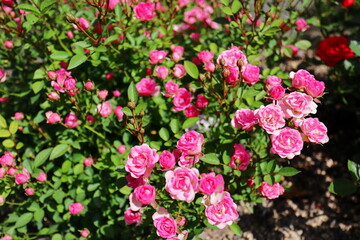 薔薇園のピンクのミニバラ