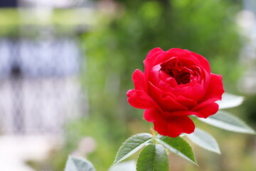 深紅のミニバラ　トゥルーブルーム　レッドキャプテン