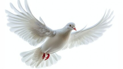 Graceful white dove soaring against a clear white sky, symbol of purity and tranquility